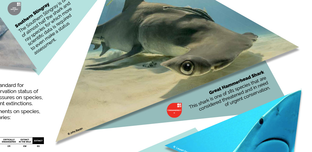 Shark Trust exhibition graphics