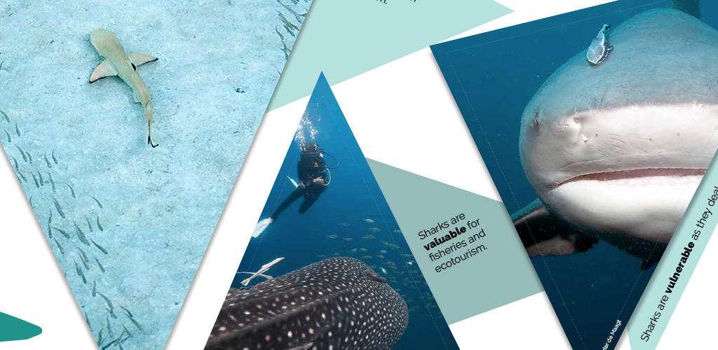 Shark Trust exhibition display graphics image