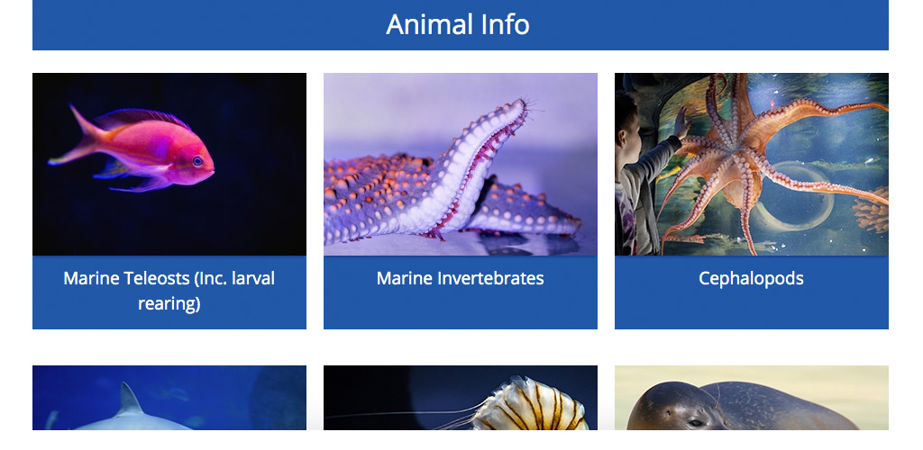 HYDRA animal information section