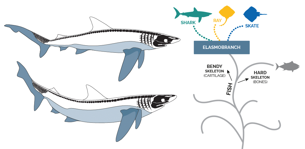 Shark Trust illustration for animation (05 elasmobranch) 1024x500 illustration of the elasmobranch group of fish